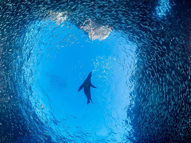 Faire du snorkeling avec les otaries