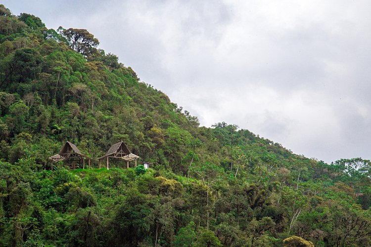 L'Amazonie 3