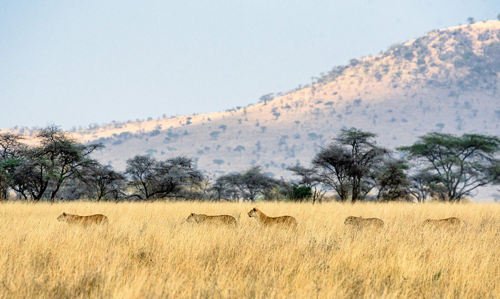 Tanzanie au mois de  décembre