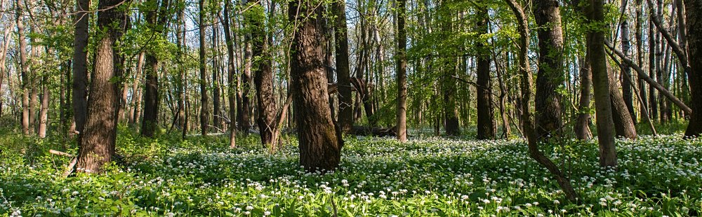Le parc national Danube-Auen