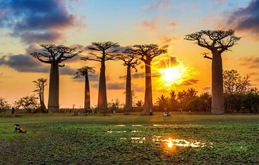 L'allée des baobabs à Morondava 