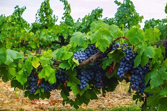 Déguster le « rosé des Rois » à Tavel