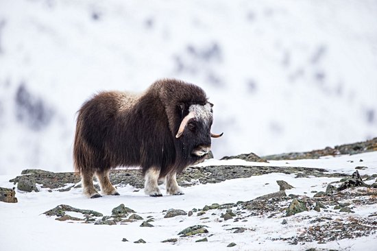 Parc national de Dovrefjell-Sunndalsfjella
