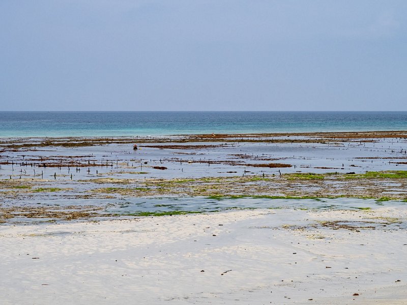 Le Seaweed Center, sur l’île de Zanzibar