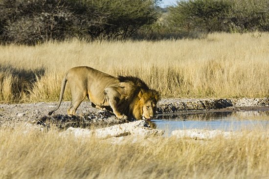Central Kalahari Game Reserve
