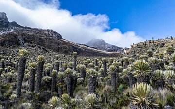 Parc national de Los Nevados