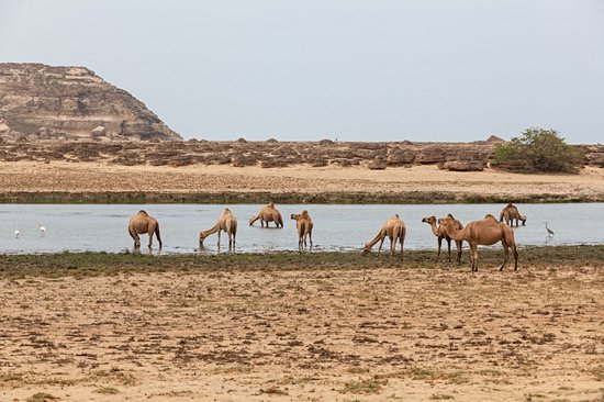 Khor Rori