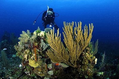 Plongeur dans les eaux du Belize