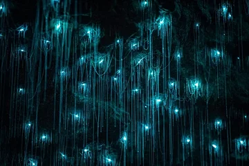 Caves de Waitomo