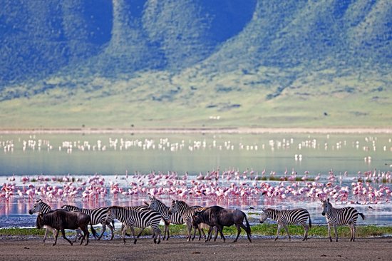 Observer la faune sauvage dans le cratère du Ngorongoro