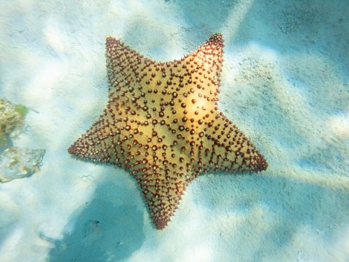 Les spots de snorkeling