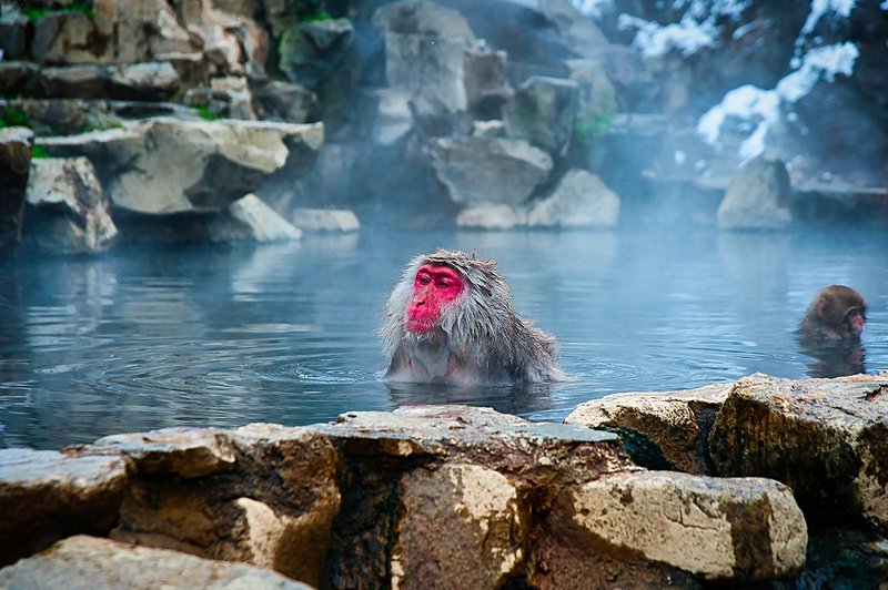 Faune locale et onsens