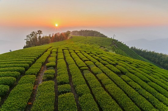 Montagnes de thé du comté de Chiayi