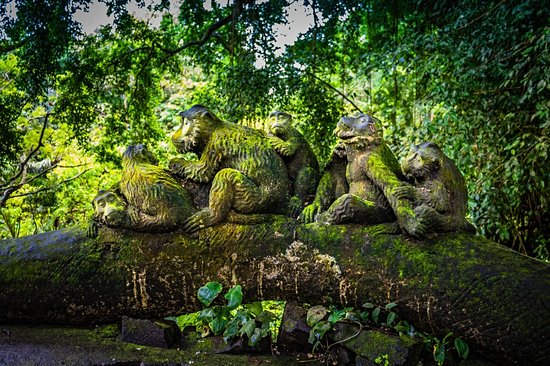 La forêt des singes