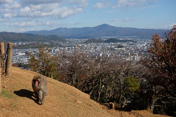 Le parc des singes