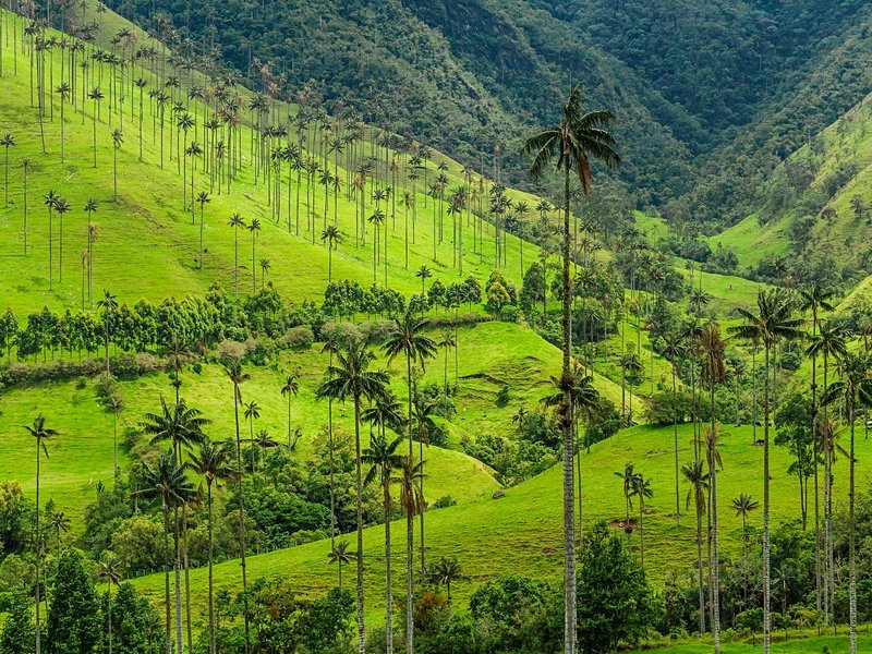 Vallée de la Cocora
