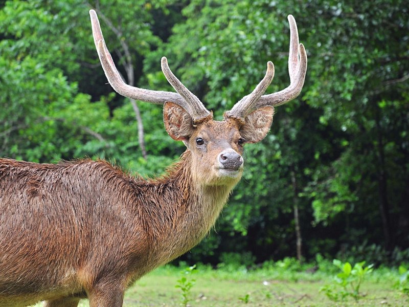 Parc national d'Ujung Kulon