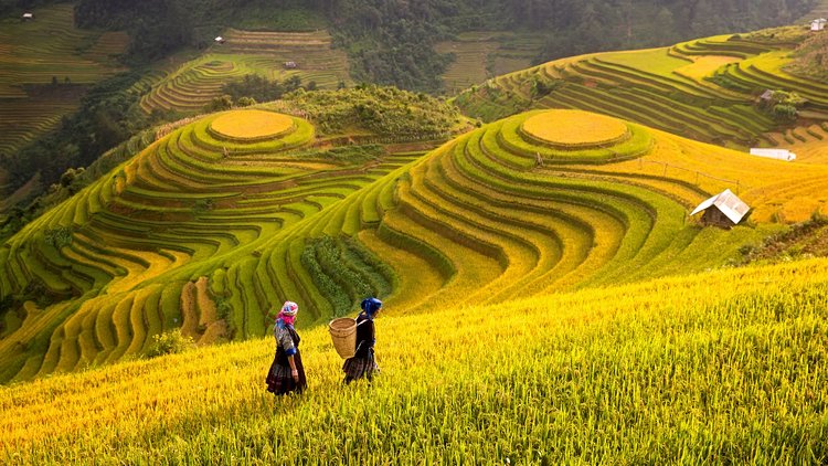Sapa et les montagnes du nord Vietnam