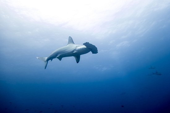 Île de Malpelo