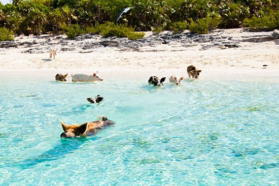 Pig Beach