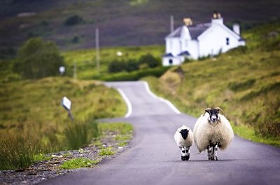 Moutons écossais
