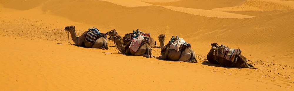 Douz, porte d'entrée du Sahara