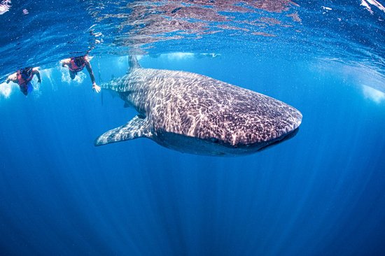Plonger avec les requins-baleines à Holbox