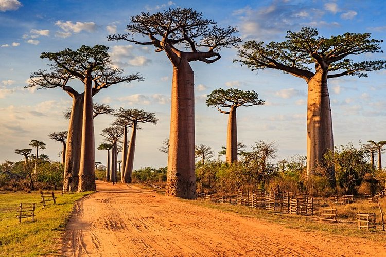 L'allée de baobab de Morondava