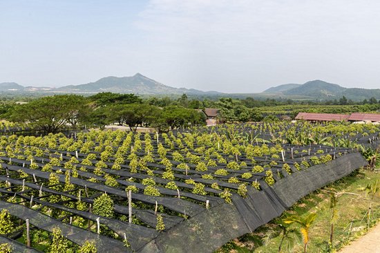 Les plantations de poivre de Kampot