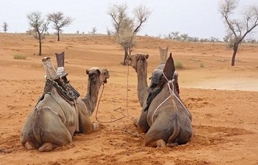 Chameaux dans le désert du Burkina Faso