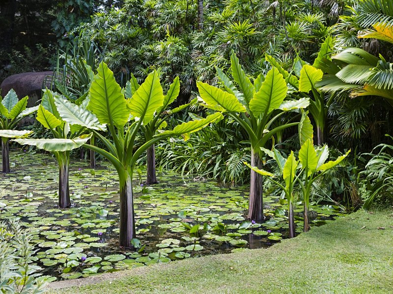 Jardin botanique de Victoria