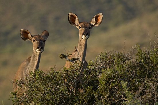 Parc national du Karoo