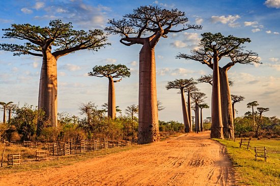 Allée des baobabs de Morondava