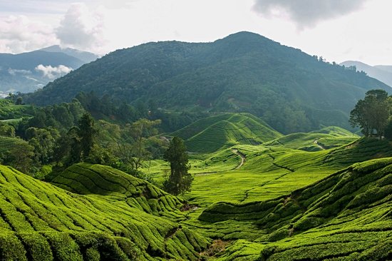 Boh Tea Plantation