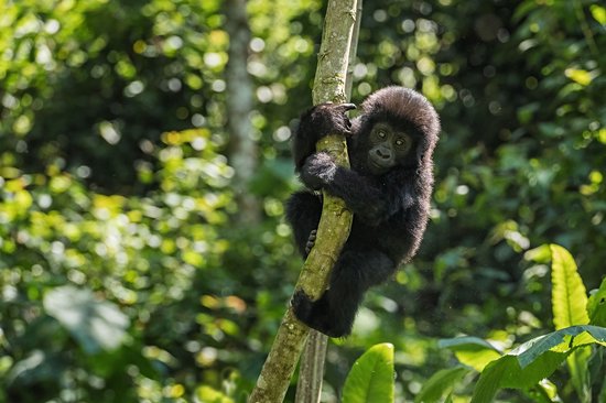 Parc de Bwindi