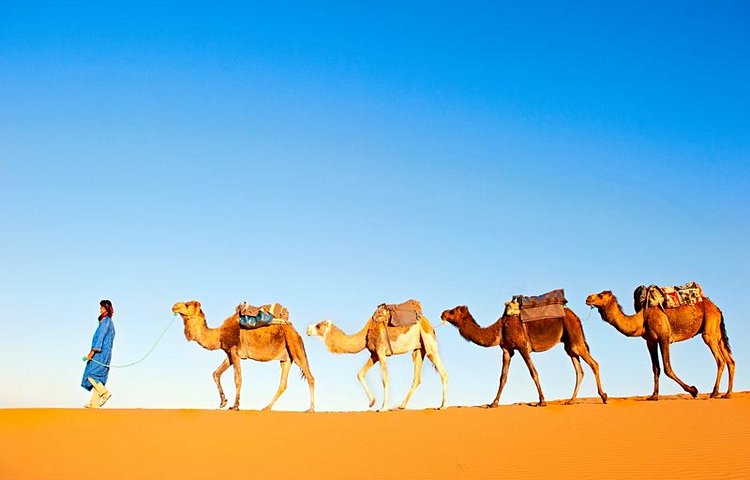 Dromadaires, Sahara
