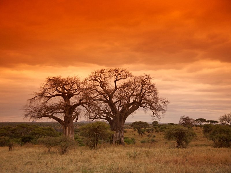 Découvrir les baobabs du Tarangire