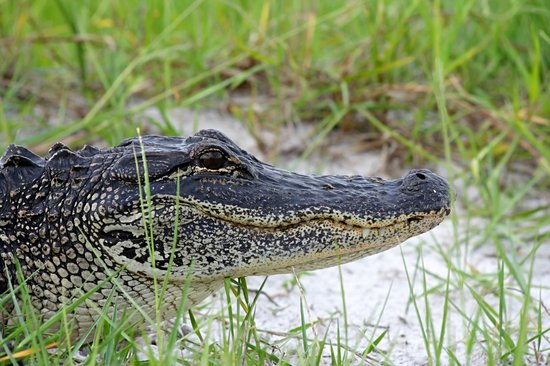 Réserve nationale de Big Cypress