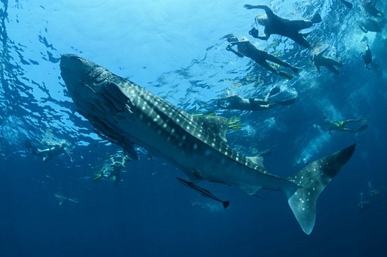 Rencontrer les requins-baleines