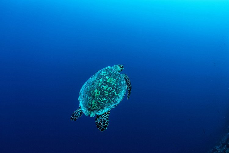 Îles Chebalcheb - Palaos 4