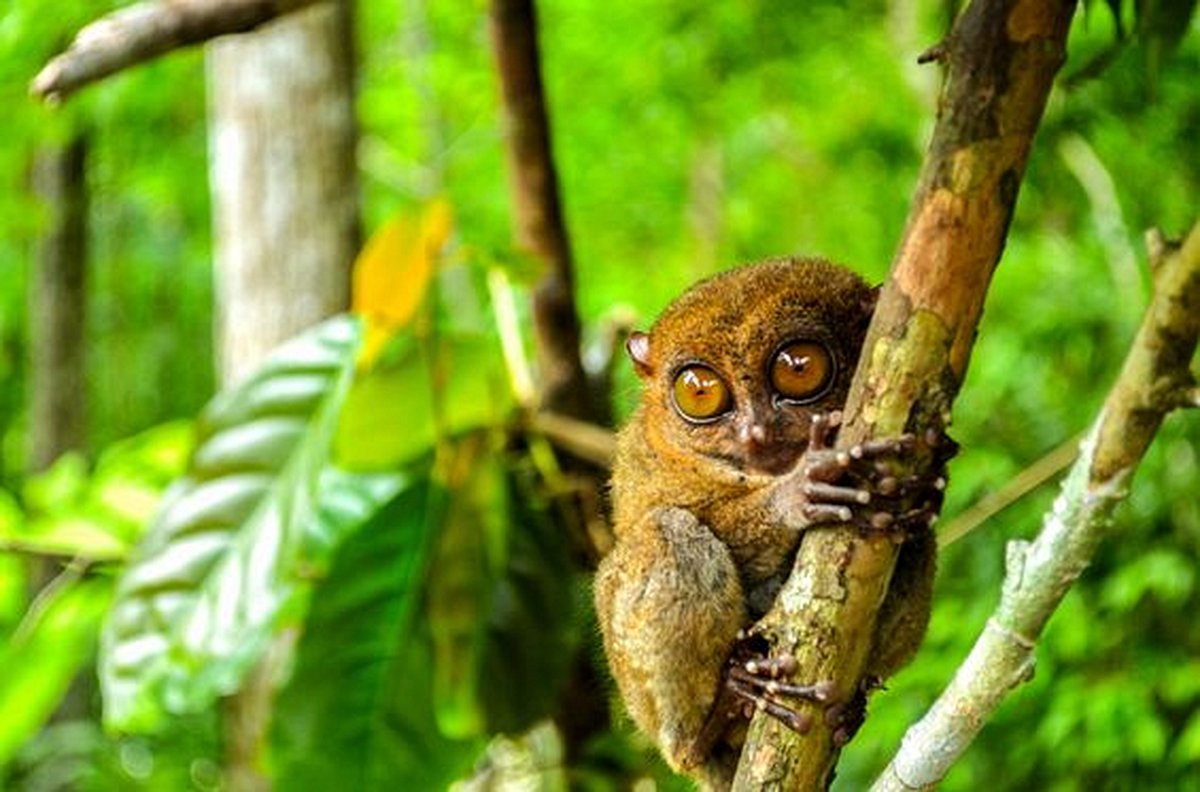 Rencontrer les minuscules tarsiers sur l’île de Bohol