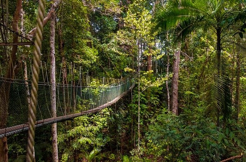 Partir à l’aventure dans la jungle