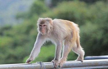 Macaques du parc de Kam Shan 
