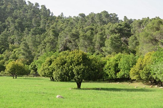 Réserve forestière de Dibbeen