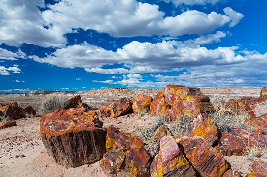 Petrified Forest, Arizona
