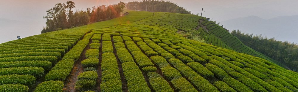 Montagnes de thé du comté de Chiayi