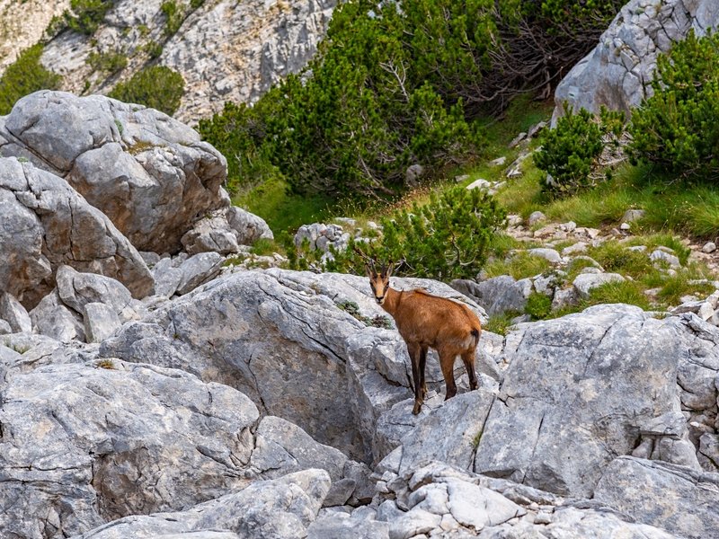 Parc national du Pirin