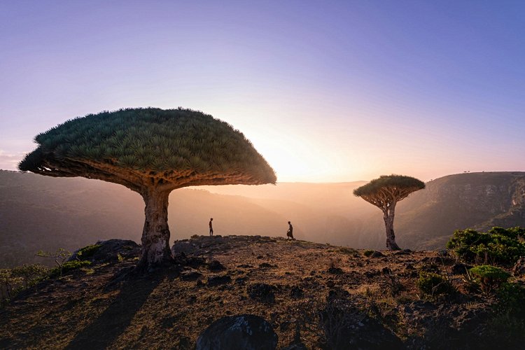 Île de Socotra - Yémen