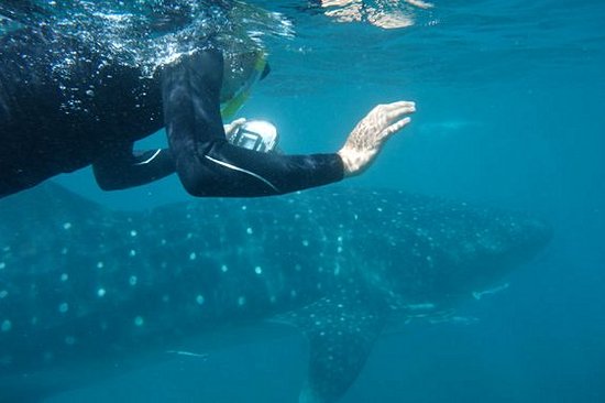 Nager aves des requins baleines (Exmouth)