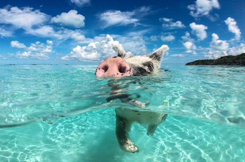 Apprivoiser tortues, cochons, iguanes et flamants roses